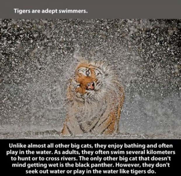 tiger facts 16 Little Known Tiger Facts Worth Reading Today (22 photos)