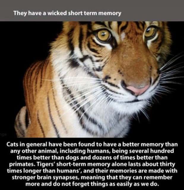 tiger facts 17 Little Known Tiger Facts Worth Reading Today (22 photos)