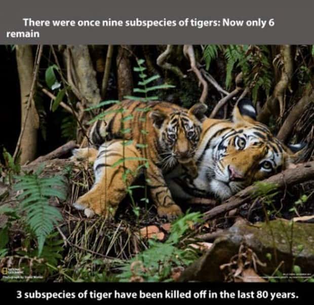 tiger facts 18 Little Known Tiger Facts Worth Reading Today (22 photos)