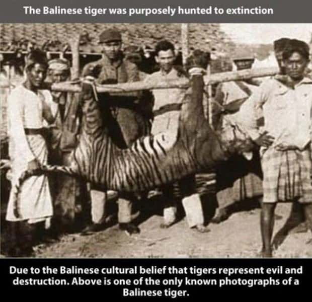 tiger facts 19 Little Known Tiger Facts Worth Reading Today (22 photos)