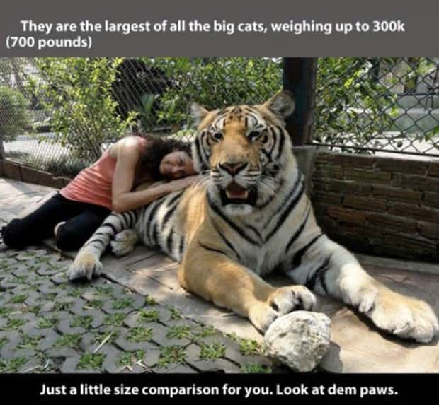 tiger facts 2 Little Known Tiger Facts Worth Reading Today (22 photos)