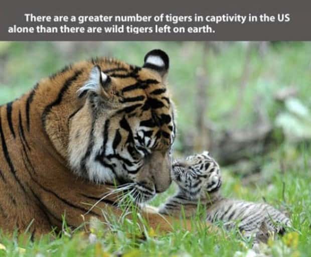 tiger facts 20 Little Known Tiger Facts Worth Reading Today (22 photos)
