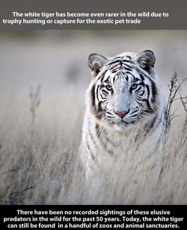 tiger facts 21 Little Known Tiger Facts Worth Reading Today (22 photos)