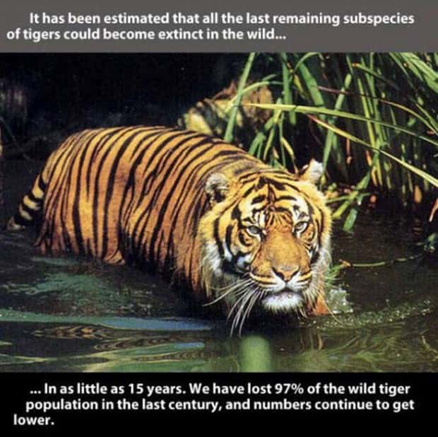 tiger facts 22 Little Known Tiger Facts Worth Reading Today (22 photos)