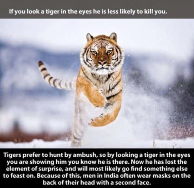 tiger facts 3 Little Known Tiger Facts Worth Reading Today (22 photos)