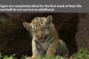 Little Known Tiger Facts Worth Reading Today (22 photos)