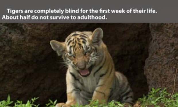 tiger facts 4 Little Known Tiger Facts Worth Reading Today (22 photos)
