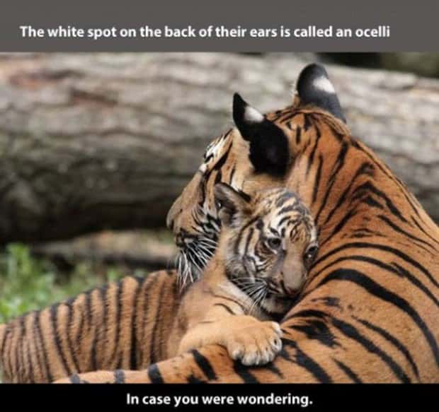 tiger facts 5 Little Known Tiger Facts Worth Reading Today (22 photos)