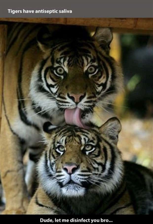 tiger facts 6 Little Known Tiger Facts Worth Reading Today (22 photos)
