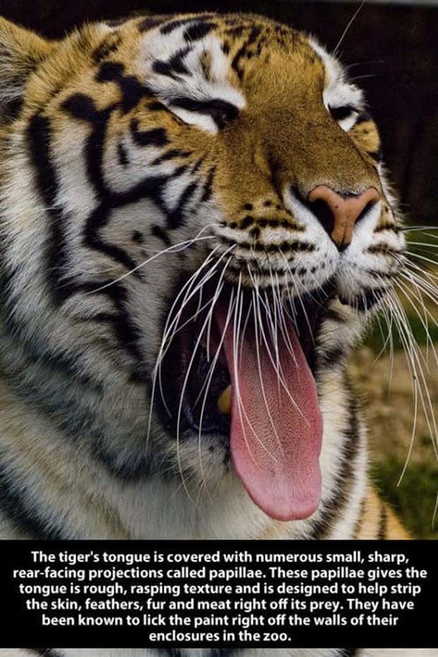 tiger facts 7 Little Known Tiger Facts Worth Reading Today (22 photos)