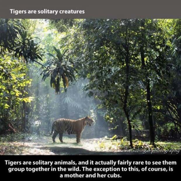 tiger facts 8 Little Known Tiger Facts Worth Reading Today (22 photos)