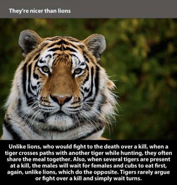 tiger facts 9 Little Known Tiger Facts Worth Reading Today (22 photos)