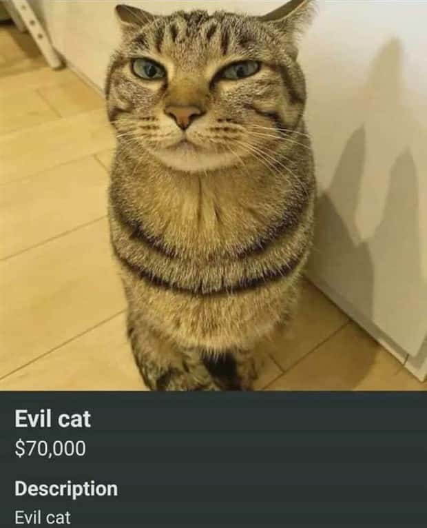 absurd marketplace things (21)