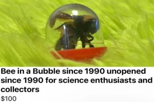 25 Absurd Things People Actually Listed Online (25 photos)