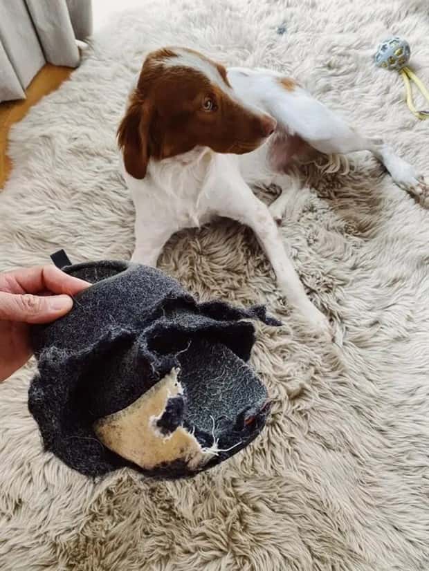 cute pets making a mess (10)