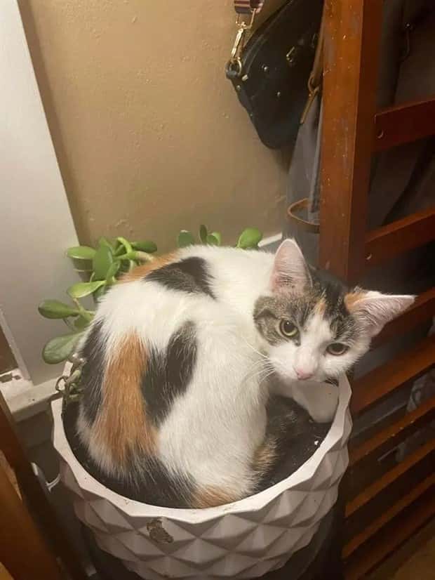 cute pets making a mess (11)