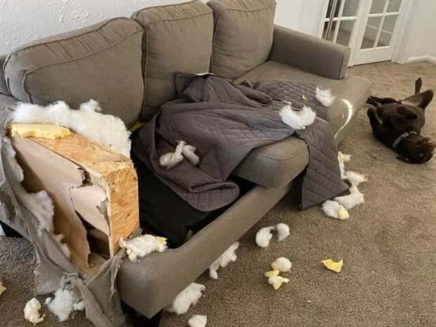 cute pets making a mess (12)