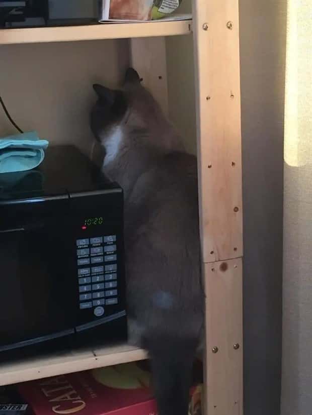 cute pets making a mess (13)