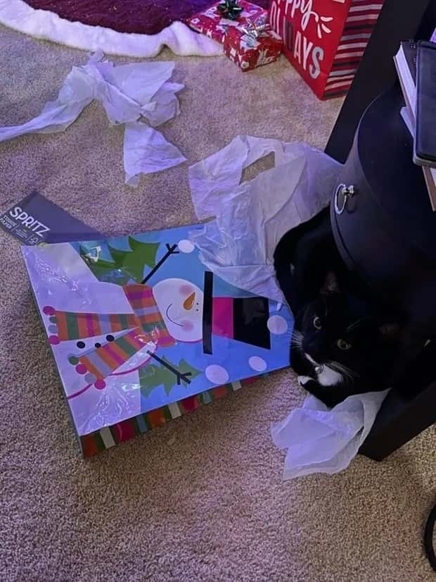 cute pets making a mess (16)