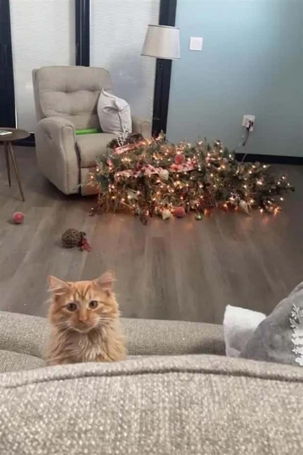 cute pets making a mess (17)
