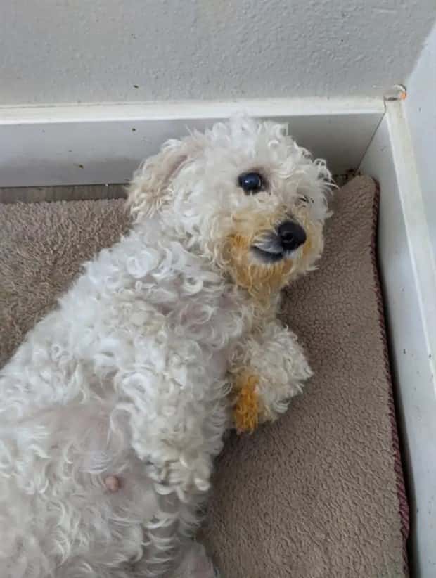 cute pets making a mess (2)