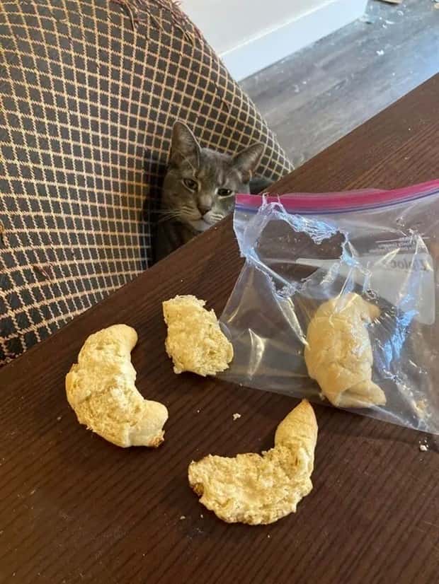 cute pets making a mess (3)