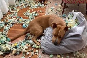 Cute Pets Caught After Making a Mess (17 photos)