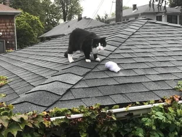 cute pets making a mess (4)