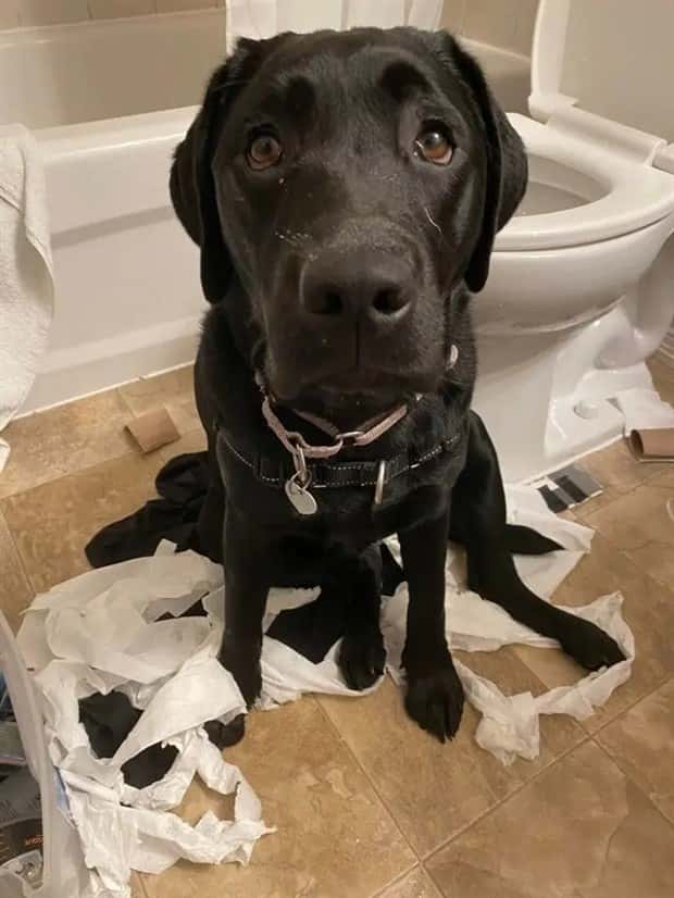 cute pets making a mess (5)