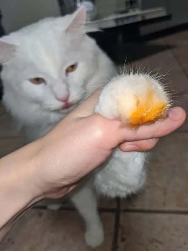 cute pets making a mess (6)