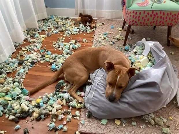 cute pets making a mess (8)