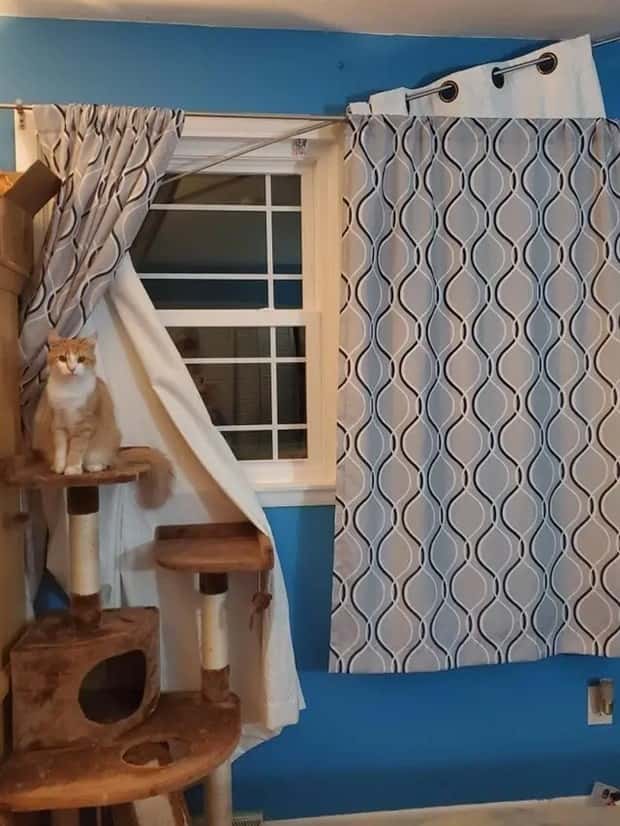 cute pets making a mess (9)
