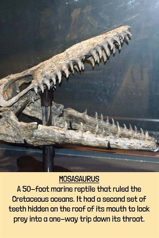 extinct beasts (13)