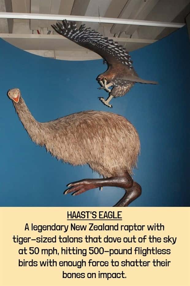 extinct beasts (5)