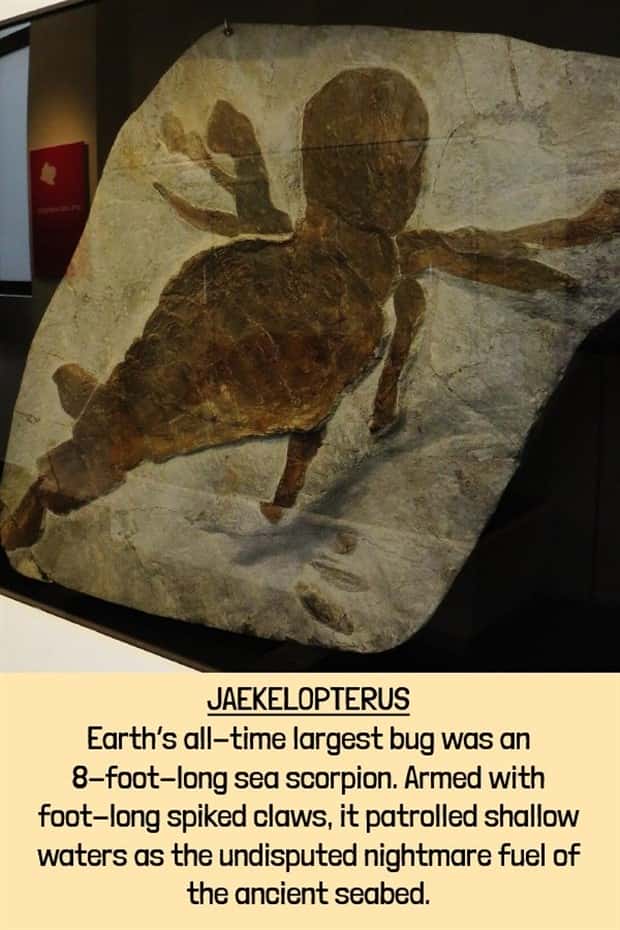 extinct beasts (8)