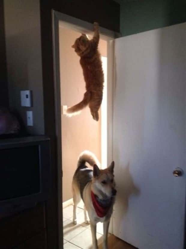 funny animals 1 Get Ready for Funny Animals #449 (20 photos)
