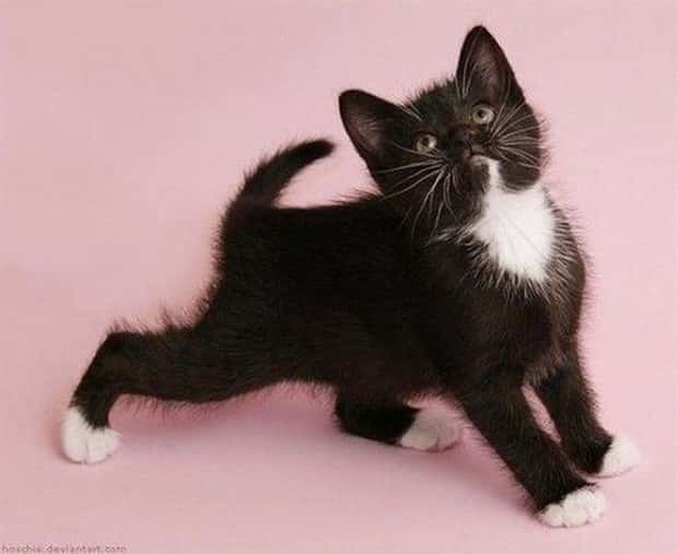funny animals (10)