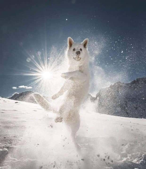funny animals (10)