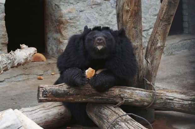 funny animals (10)