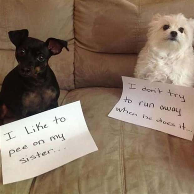 funny animals 10 Get Ready for Funny Animals #449 (20 photos)