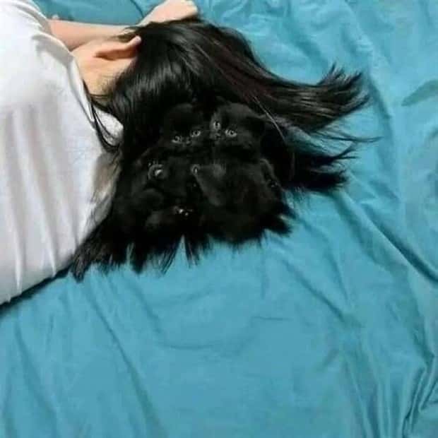 funny animals (11)