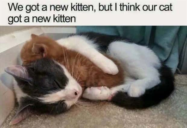 funny animals (11)