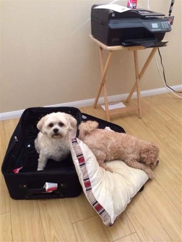 funny animals 11 Get Ready for Funny Animals #449 (20 photos)