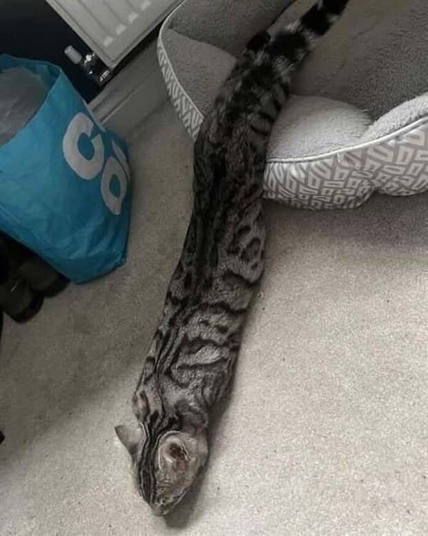 funny animals (12)