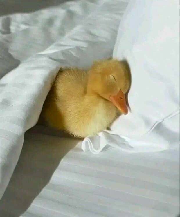 funny animals (12)