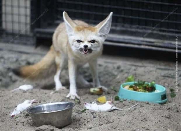 funny animals (12)