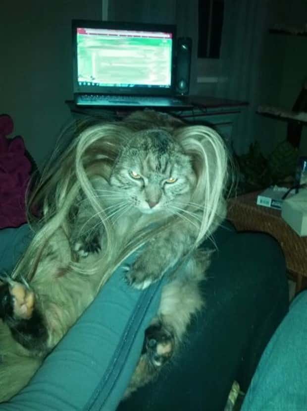 funny animals 12 Get Ready for Funny Animals #449 (20 photos)