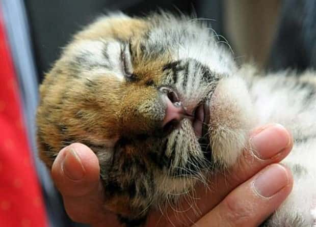 funny animals (13)