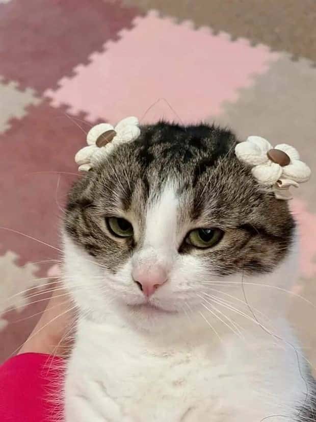 funny animals (13)