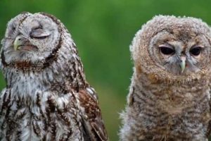 Get Ready for Funny Animals #452 (19 photos)
